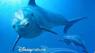 Dolphin Reef (2020) Full Movie - HD 720p BluRay